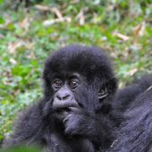  Baby Gorilla (Rwanda)